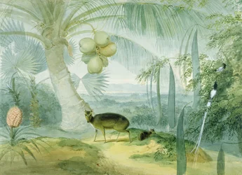 Et landskab på Ceylon med gøende hjorte og fawn og et par paradisfluefangere, ca. 1808-11